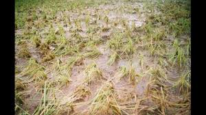 CROPS-LOSS-BY-NIVAR-CYCLONE-AP