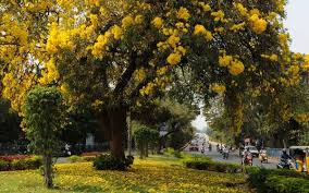 HYDERABAD-RECOGNIZED-TREE-CITY-BY-UNO-FAO