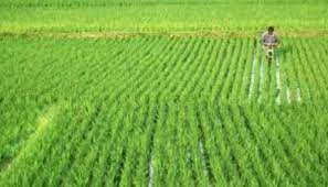 FERTILIZER-SUBSIDY-OF-140%-ANNOUNCED-BY-CENTRAL-GOVERNMENT