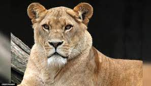 LIONESS-DIED-OF-COVID-IN-CHENNAI-ARIGNAR-PARK